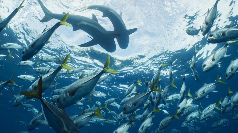 Dokument Dzika Kuba: Wyprawa na Karaiby