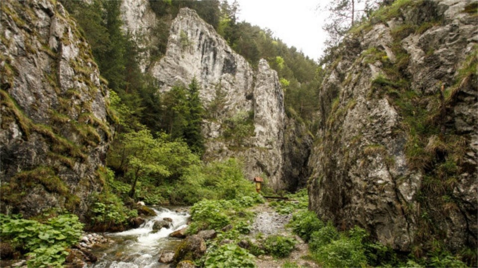 Dokument Eko ďalej - Medveďovi na stope