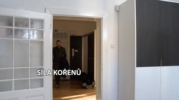 Síla kořenů