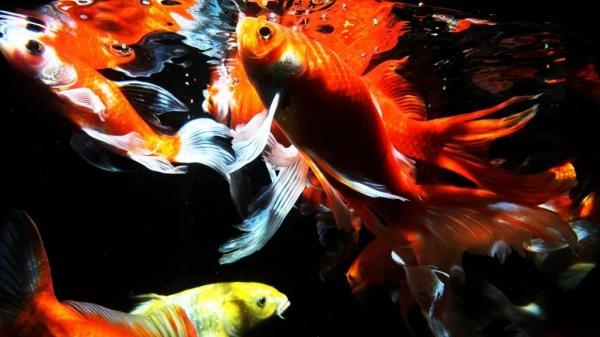 Najčudnije na svijetu