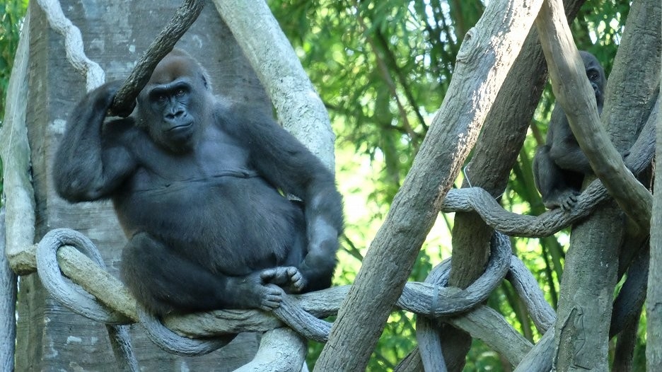 Documentary ZOO