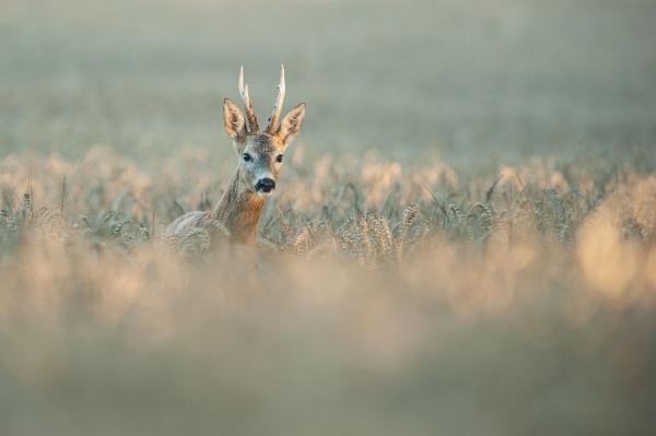 Viktor Takács - Lov srnců v Ibrányi