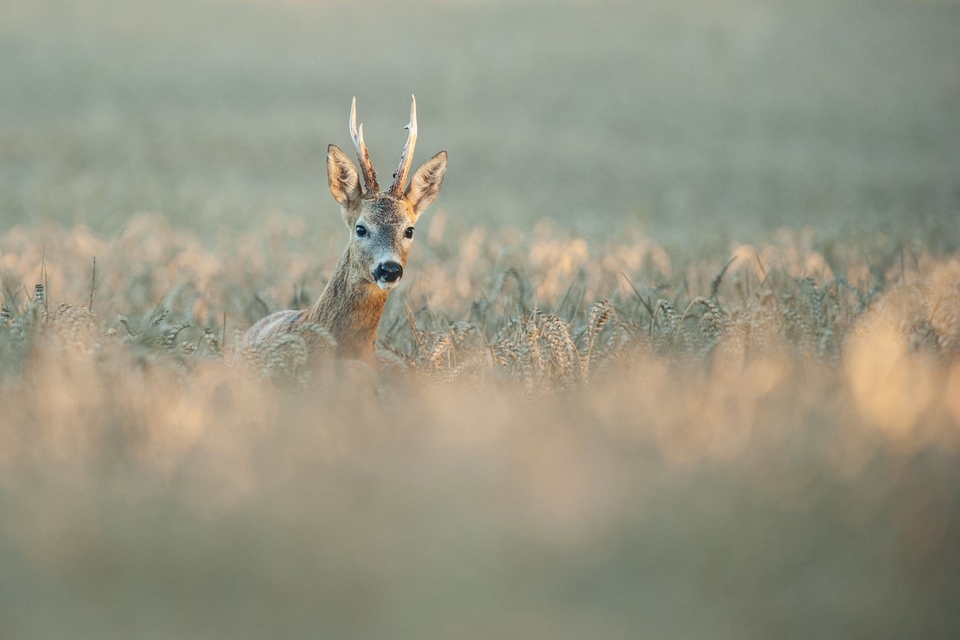 Documentary Viktor Takács - Lov srnců v Ibrányi