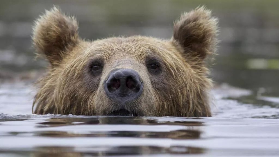Dokumentarci Divlja Laponija
