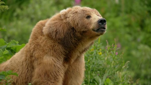 Obrovské Medvede Aljašky