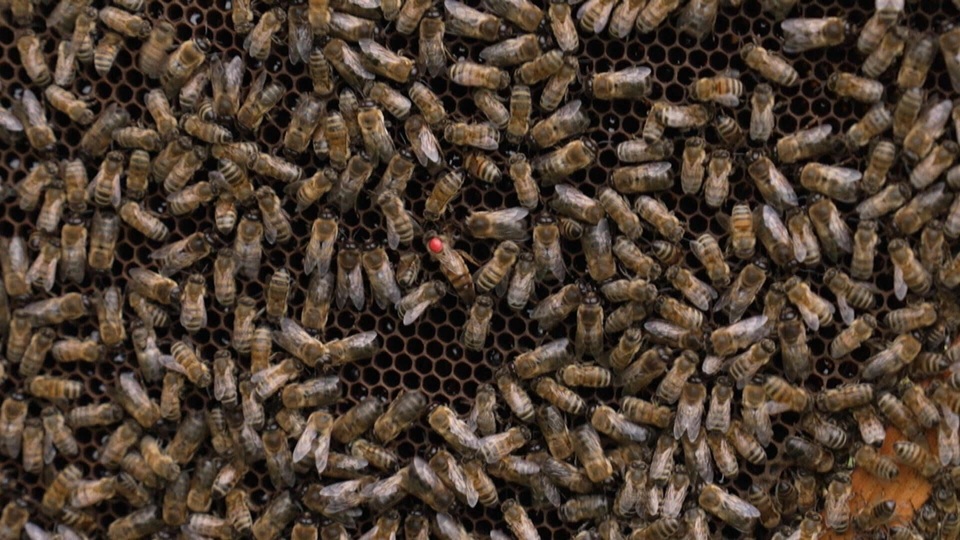 Documentary Miel: un buzziness florissant