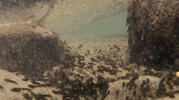 Dziki Tajwan: nieznana wyspa