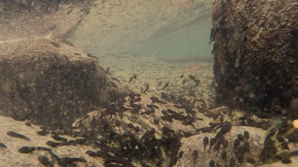 Dokument Dziki Tajwan: nieznana wyspa