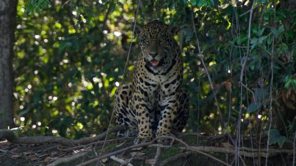 Brazylia. Historia naturalna