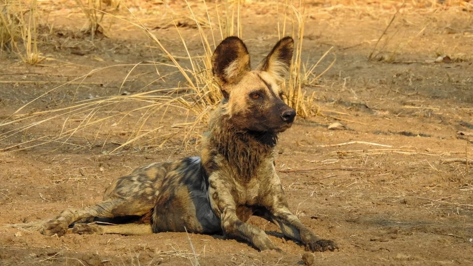 Documentary Sur la piste des chiens sauvages d'Afrique