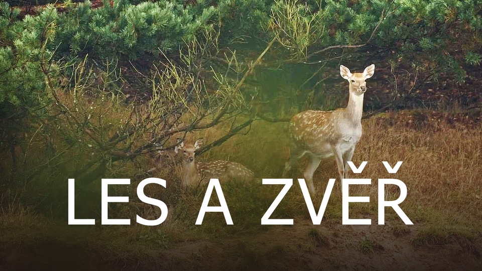 Documentary Les a zvěř