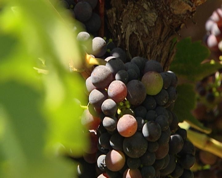 Dokumentarci Dossier Zinfandel