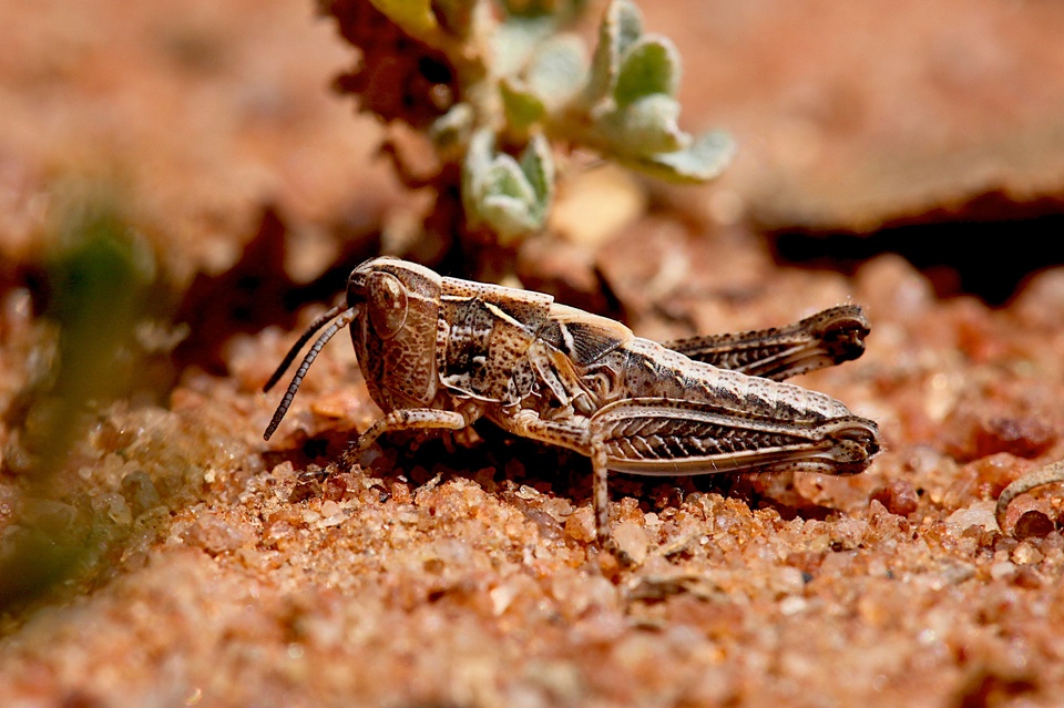 Documentary V patách houfů