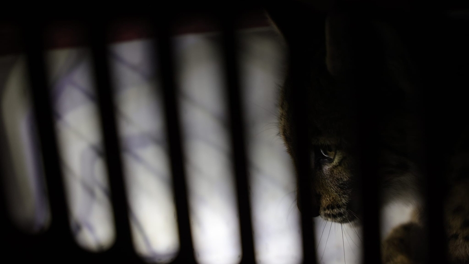 Dokumentarci Seoba mačaka s Karpata