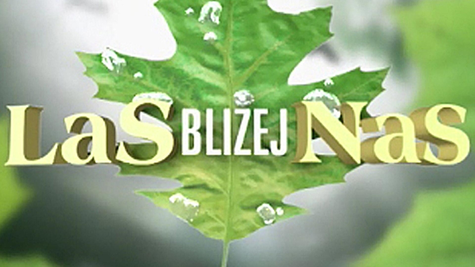 Dokumentarci Las bliżej nas
