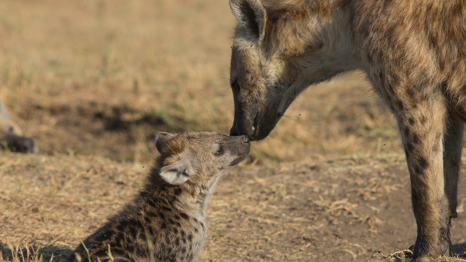 Документ Quand les hyenes défient les lions