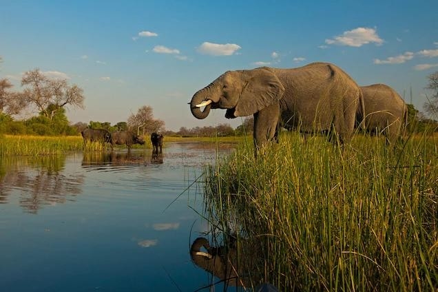 Dokumentarci Najveće životinje u Africi