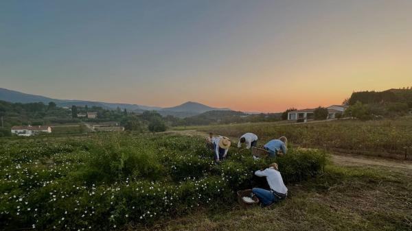 Fleurs a parfum, retour en Grasse