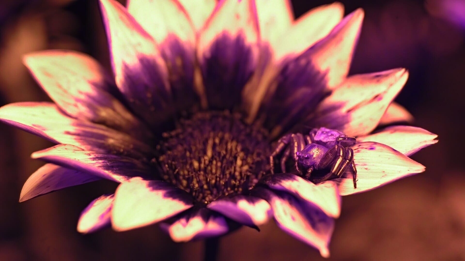 Dokument La vie en couleurs avec David Attenborough