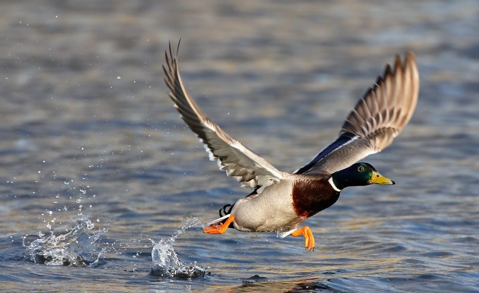 Documentary Na stopě kořisti - Pod lupou jsou kachny a holubi