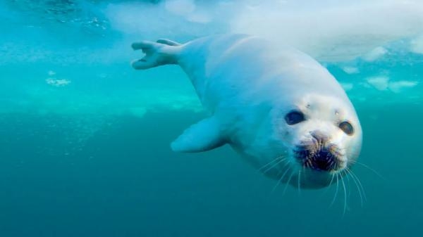 Divlji život: Velika smrzavica