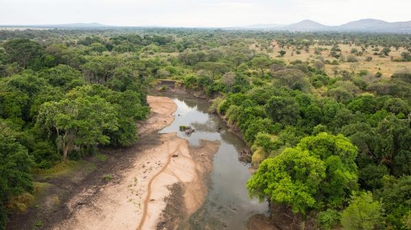Ratovi krokodila: Grumeti protiv Mare