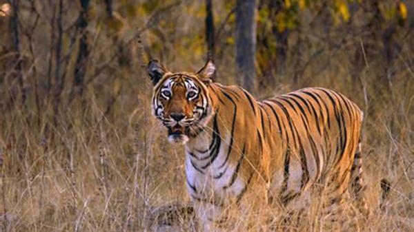 Tygrysy: dziedzictwo