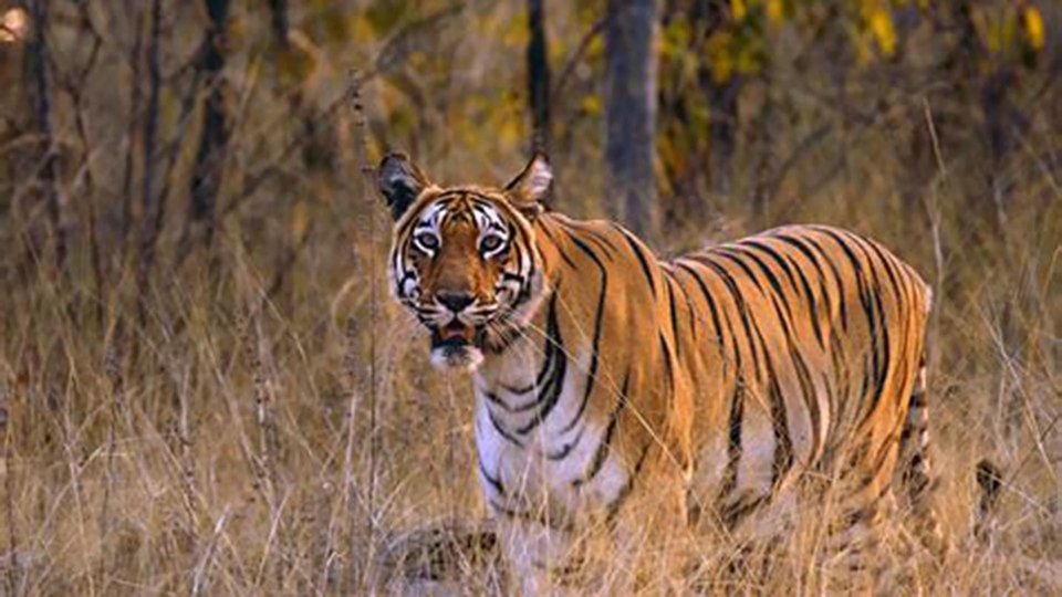 Документ Tygrysy: dziedzictwo