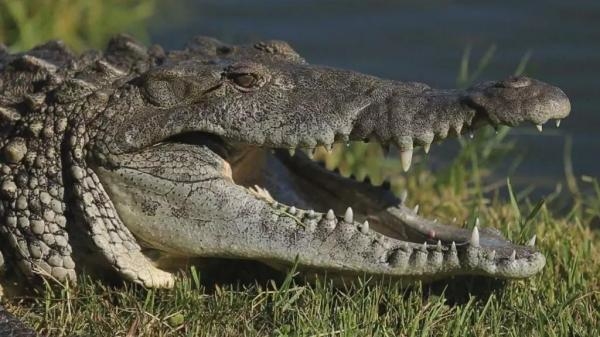 Kad grabežljivci napadaju