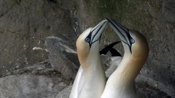 Godišnja doba na Atlantskom oceanu: Ljeto