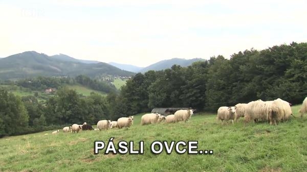 Pásli ovce...