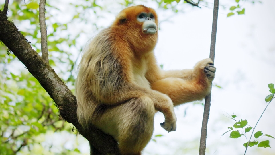 Dokument Souvenirs d'un singe doré