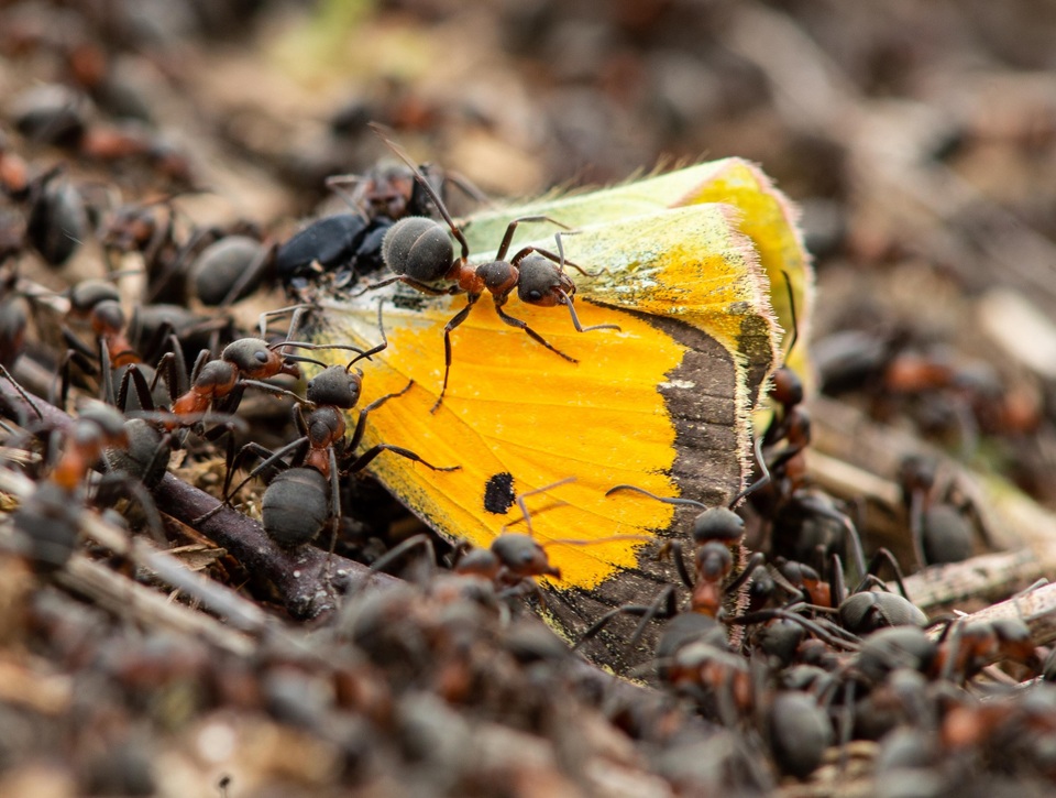 Dokumentarci Nevjerojatni insekti