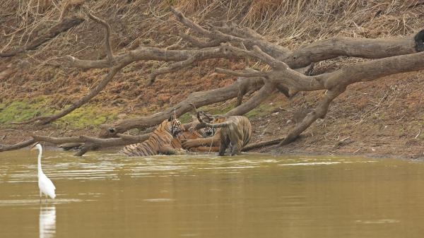 Tygrysia królowa z Taru