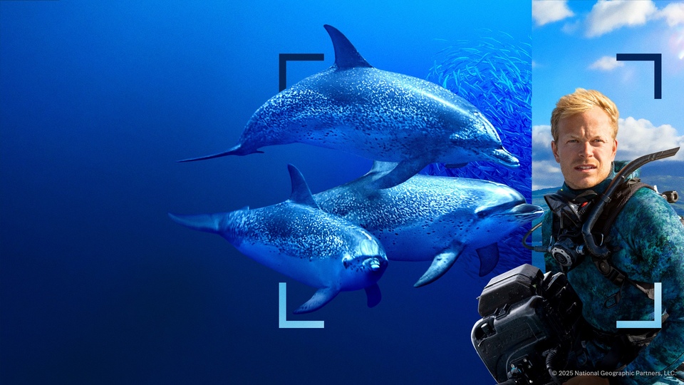 Dokumentarci Dupini izbliza s Bertiejem Gregoryjem