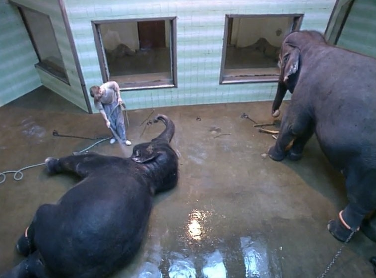 Documentary Jak se žije ošetřovatelům v ZOO podle Věry Chytilové