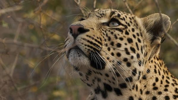 Nasljeđe leoparda