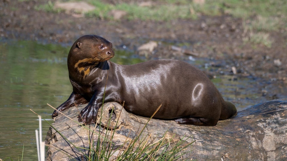 Dokument Dora, la jeune loutre géante