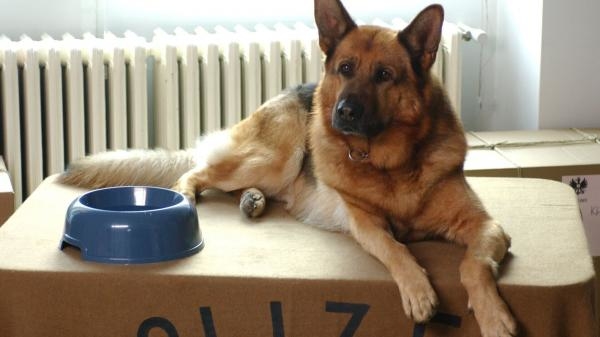 Rex, chien flic