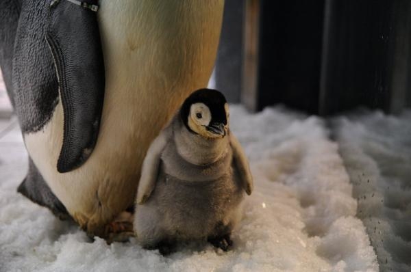 Příběhy zvířecích miminek