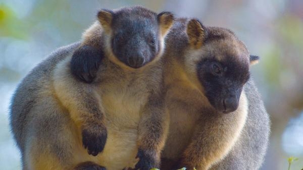 Klokani penjaši: Duhovi šume