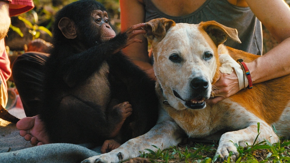 Dokument A&nbsp;l'école des chimpanzés