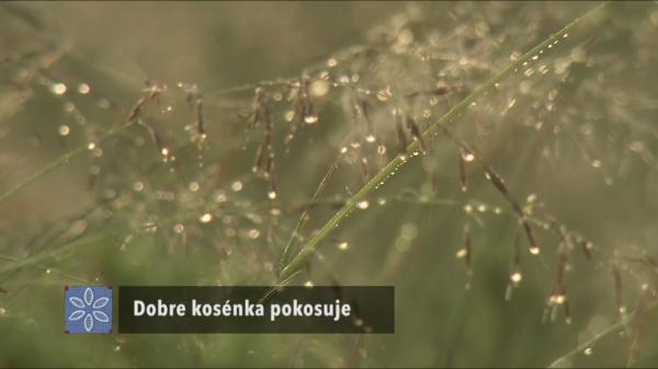 Dobre kosénka pokosuje