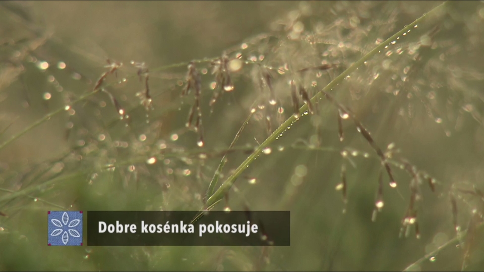 Documentary Dobre kosénka pokosuje