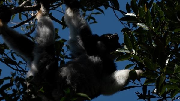 Madagaskar: Africké Galapágy