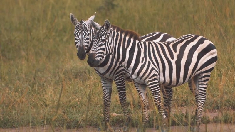 Dokument Zebra bez hřívy