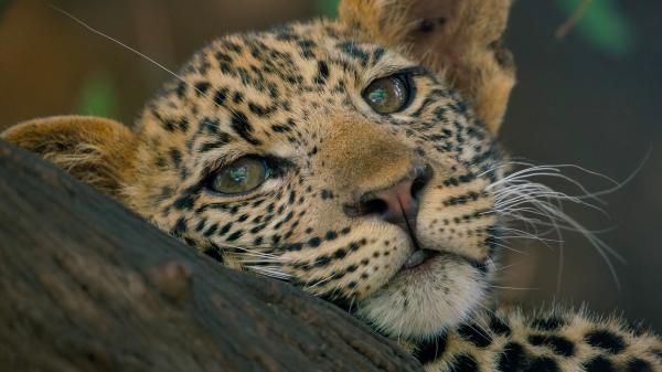 Mashatu: zemlja leoparda