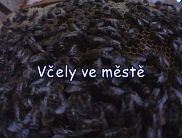 Včely ve městě