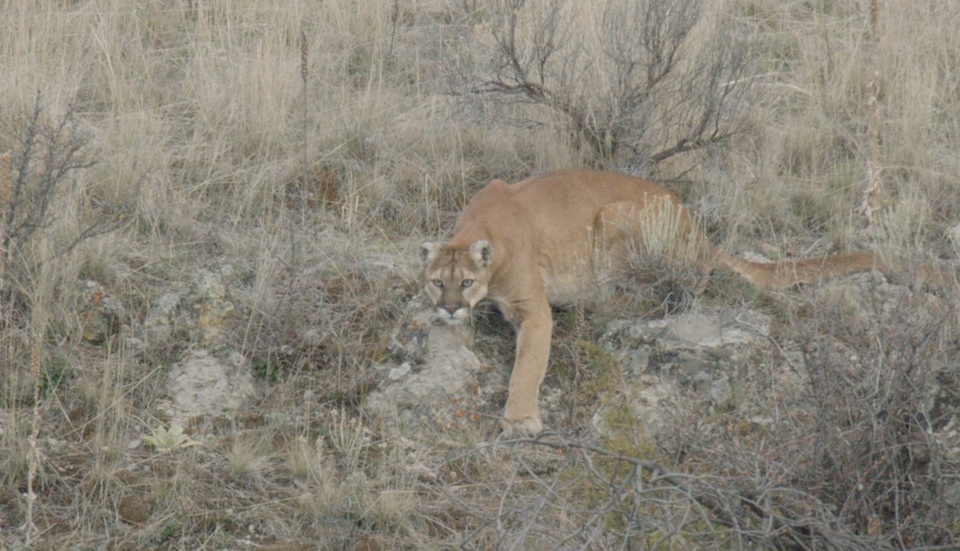 Documentary Puma a já