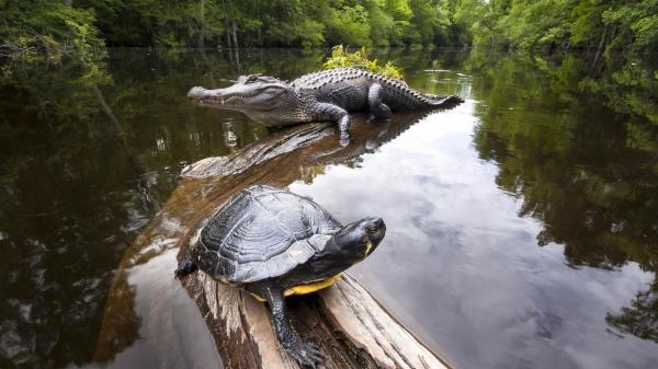 Amerykańska Amazonia